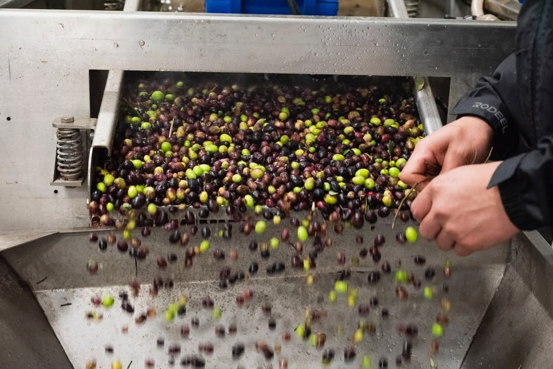 Freshly harvested olives entering the mill at Gold Ridge Organic Farms