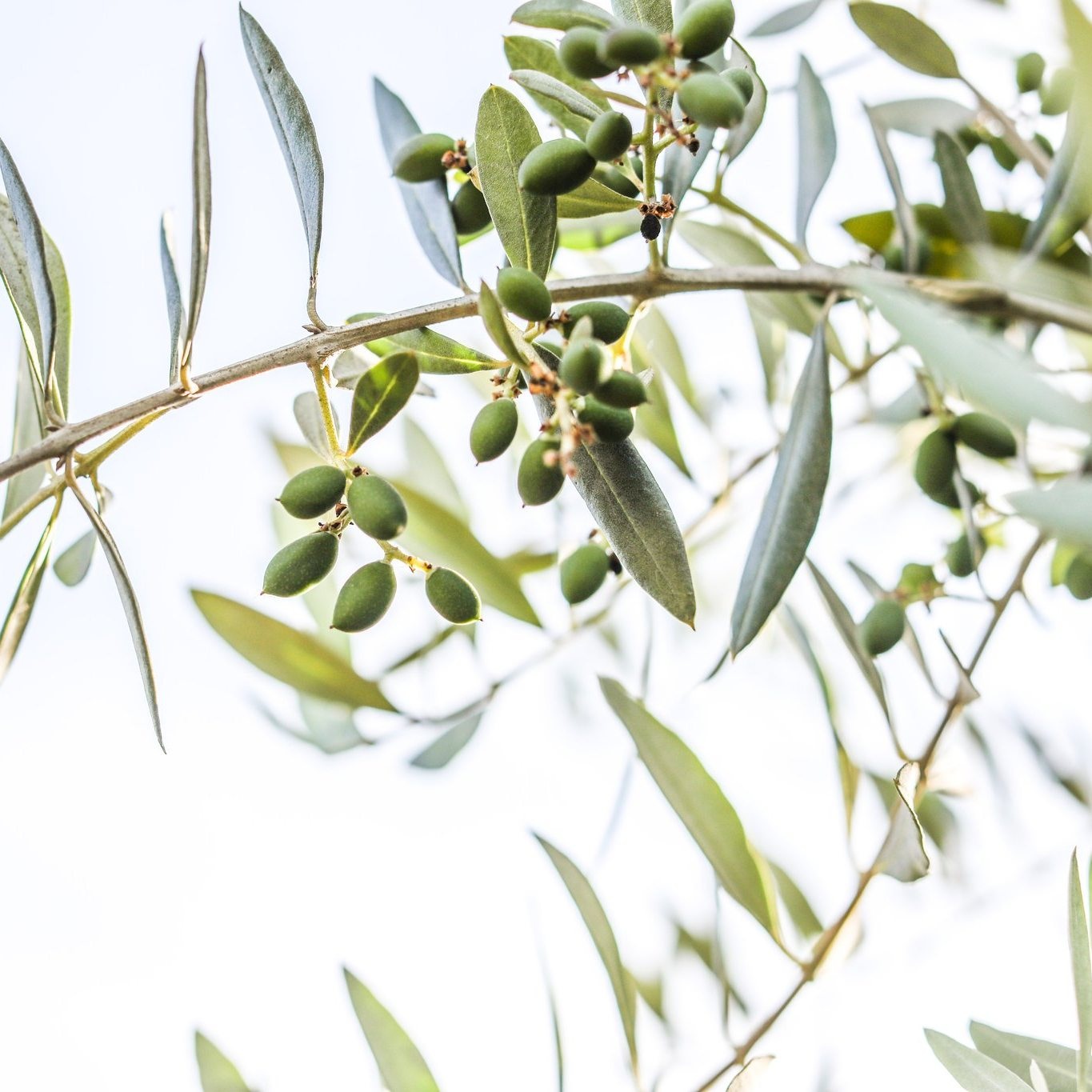 Green olives growing on a branch photographed by The Olive Press