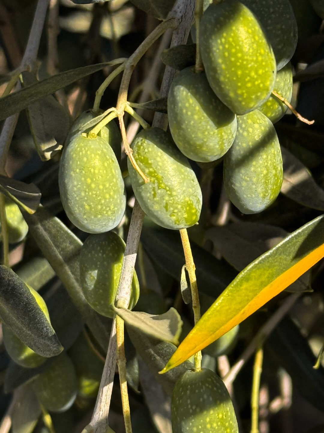 Olives on the trees at Round Pond Estate in Rutherford