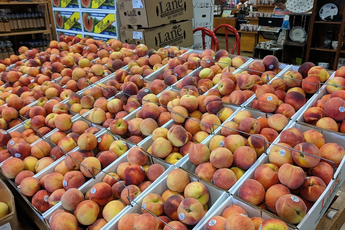 Boxes of fresh peaches at Lane Southern Orchards