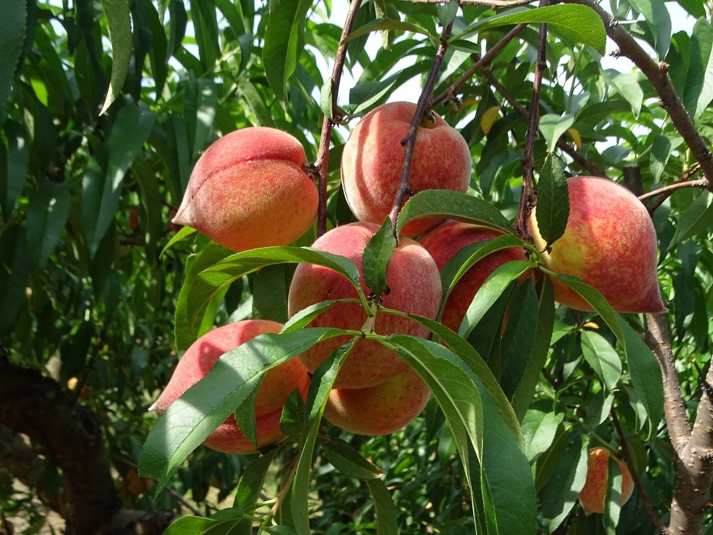Peaches growing at Pearson Farm