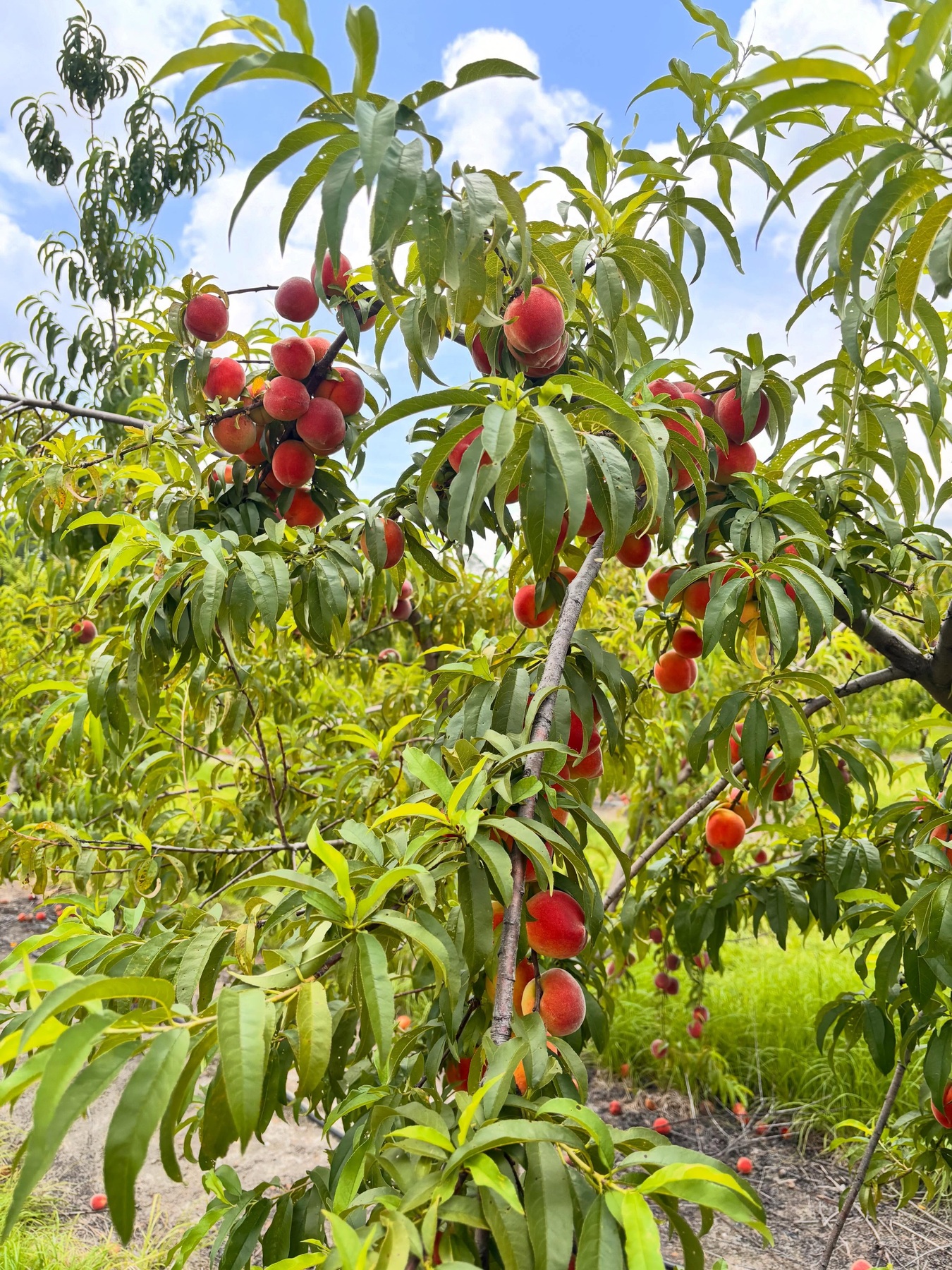 Peach trees ready for picking at Southern Grace Farms