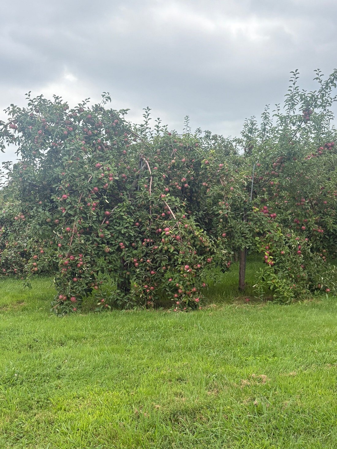 Apple trees at Wilkens Fruit & Fir Farm