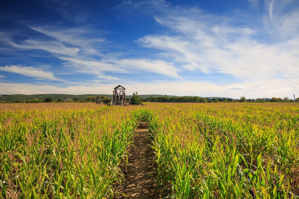 Corn-maze scenery at Barton Orchards in Poughquag