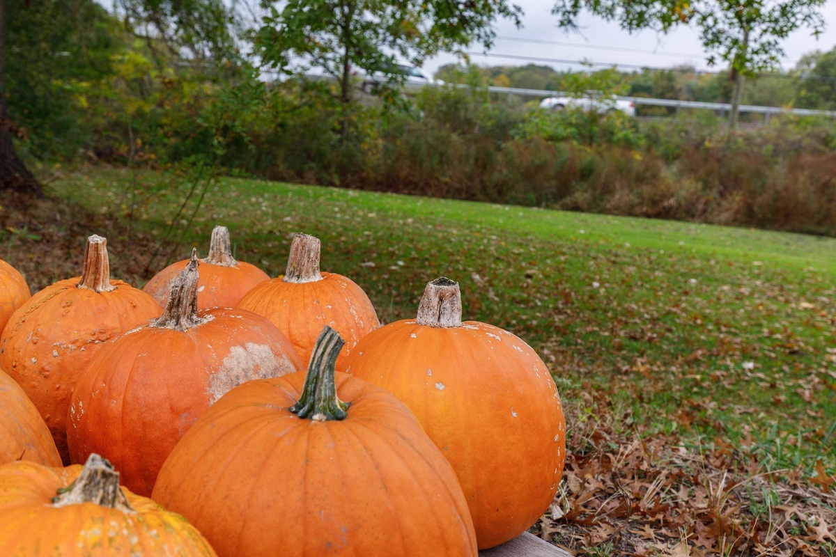 Autumn pumpkins beside the orchard at Soons