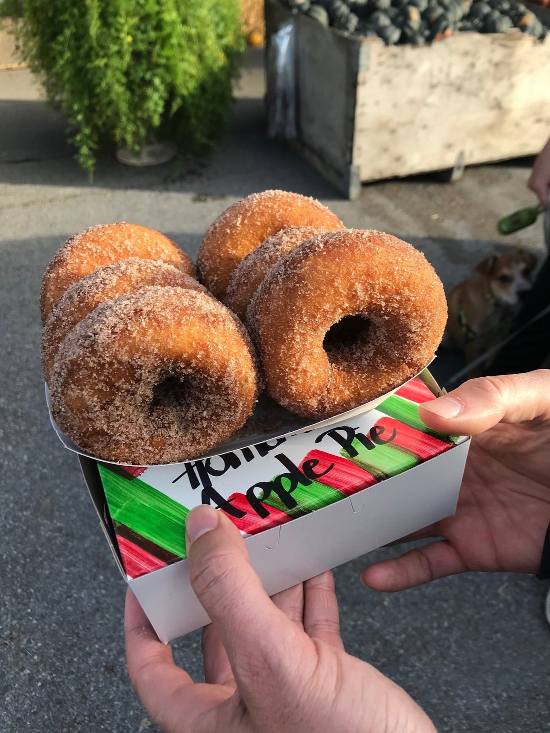 Cider donuts from Wright’s Farm