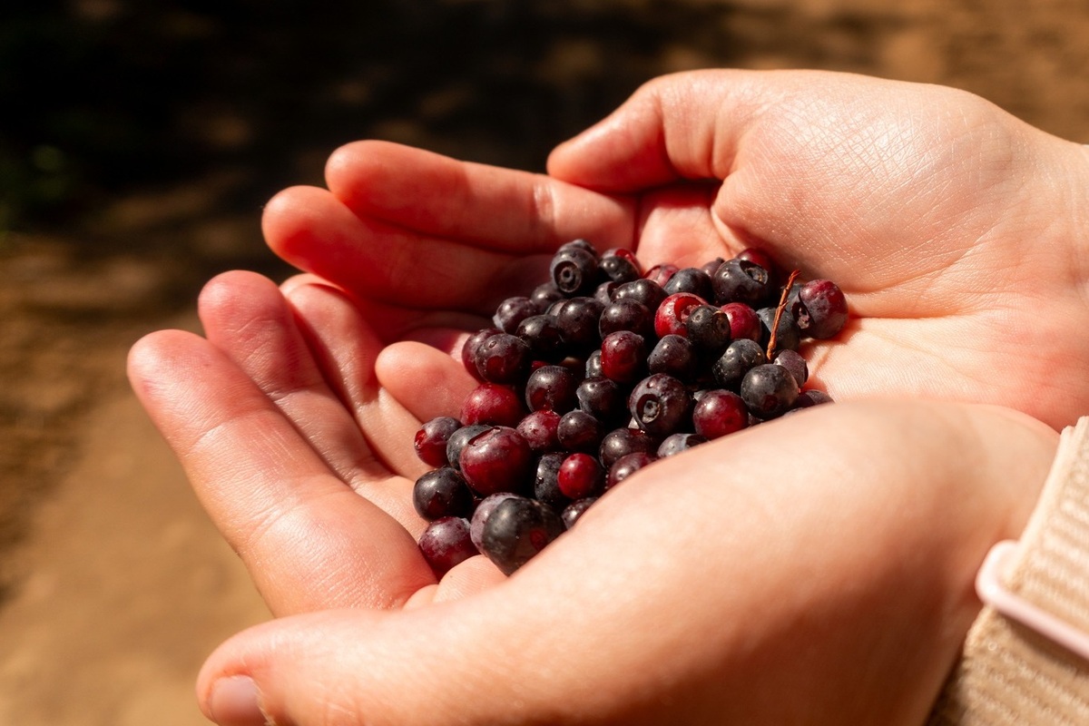 Fresh huckleberries cupped in two hands in Idaho