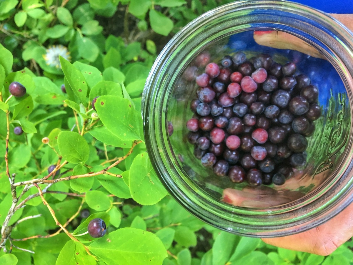 A jar of freshly gathered huckleberries shown by Visit McCall