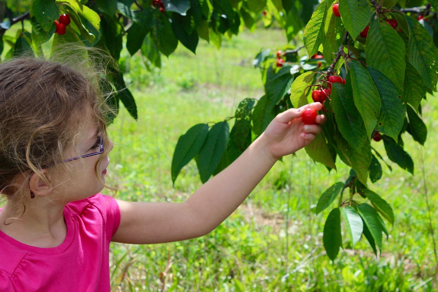 Low-hanging cherries at Rennie Orchards