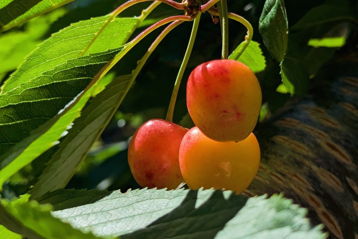 Rainier cherries at Third Coast Fruit Co.