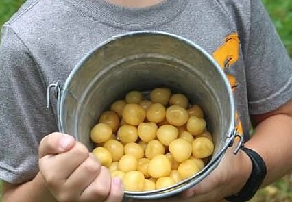 Gold-colored cherries at Rennie Orchards