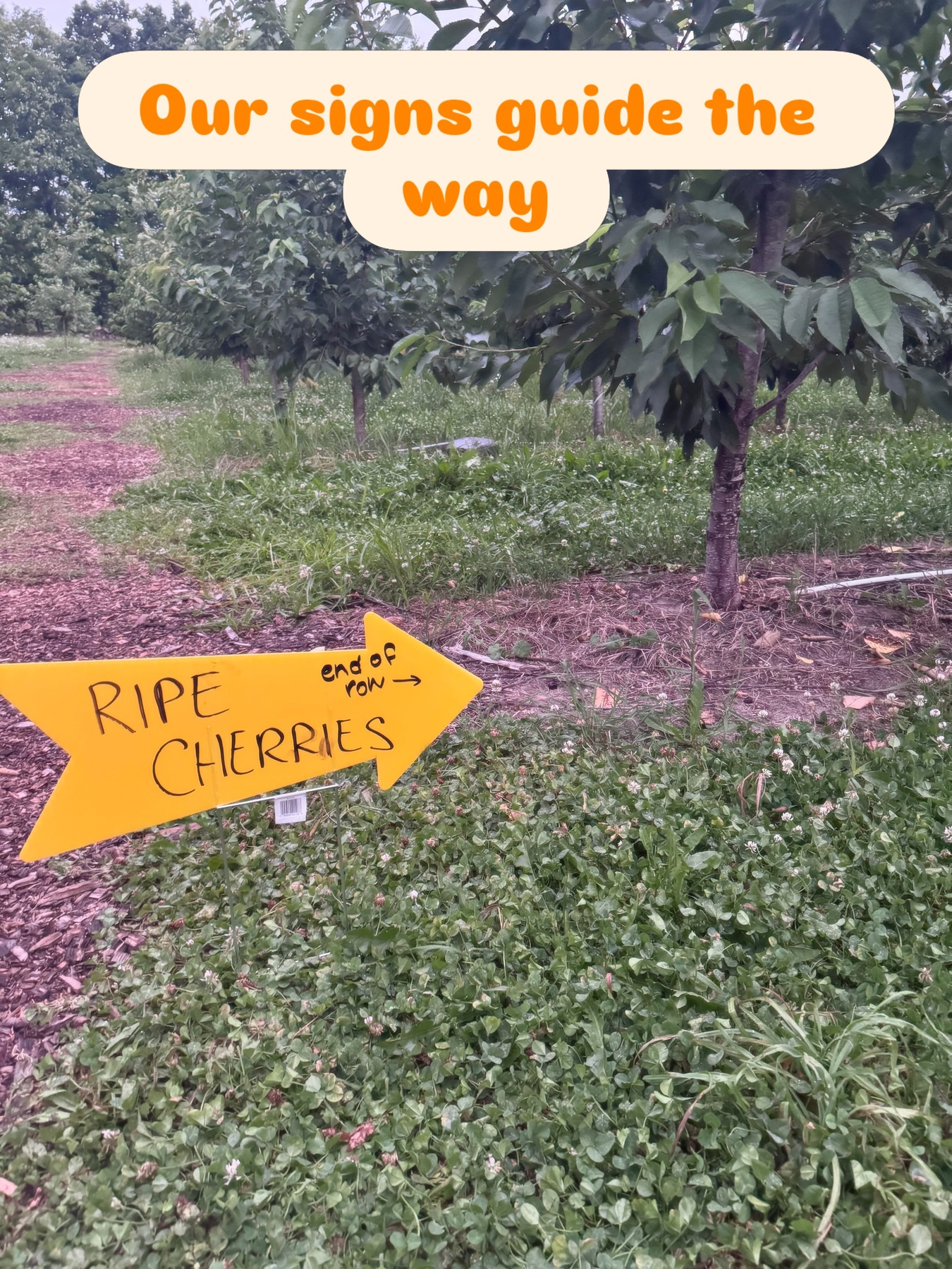 A sign directs visitors to ripe cherries at Third Coast Fruit Co.