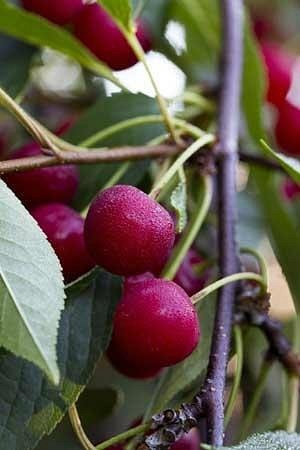Montmorency tart cherries ripening at King Orchards