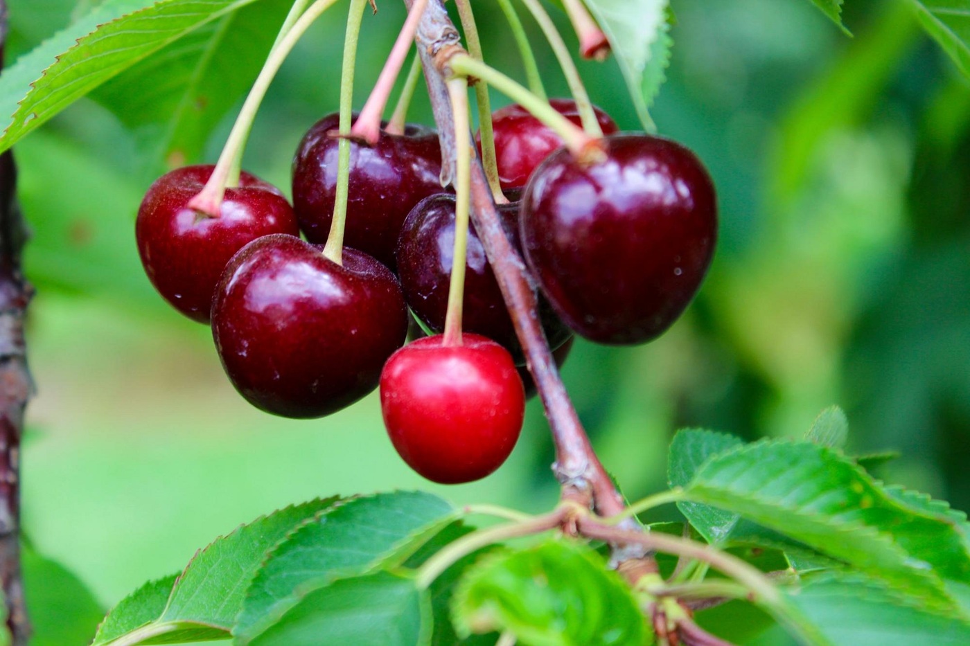 Cherries on their stems at Rennie Orchards