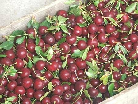 Fresh-picked Balaton tart cherries at King Orchards