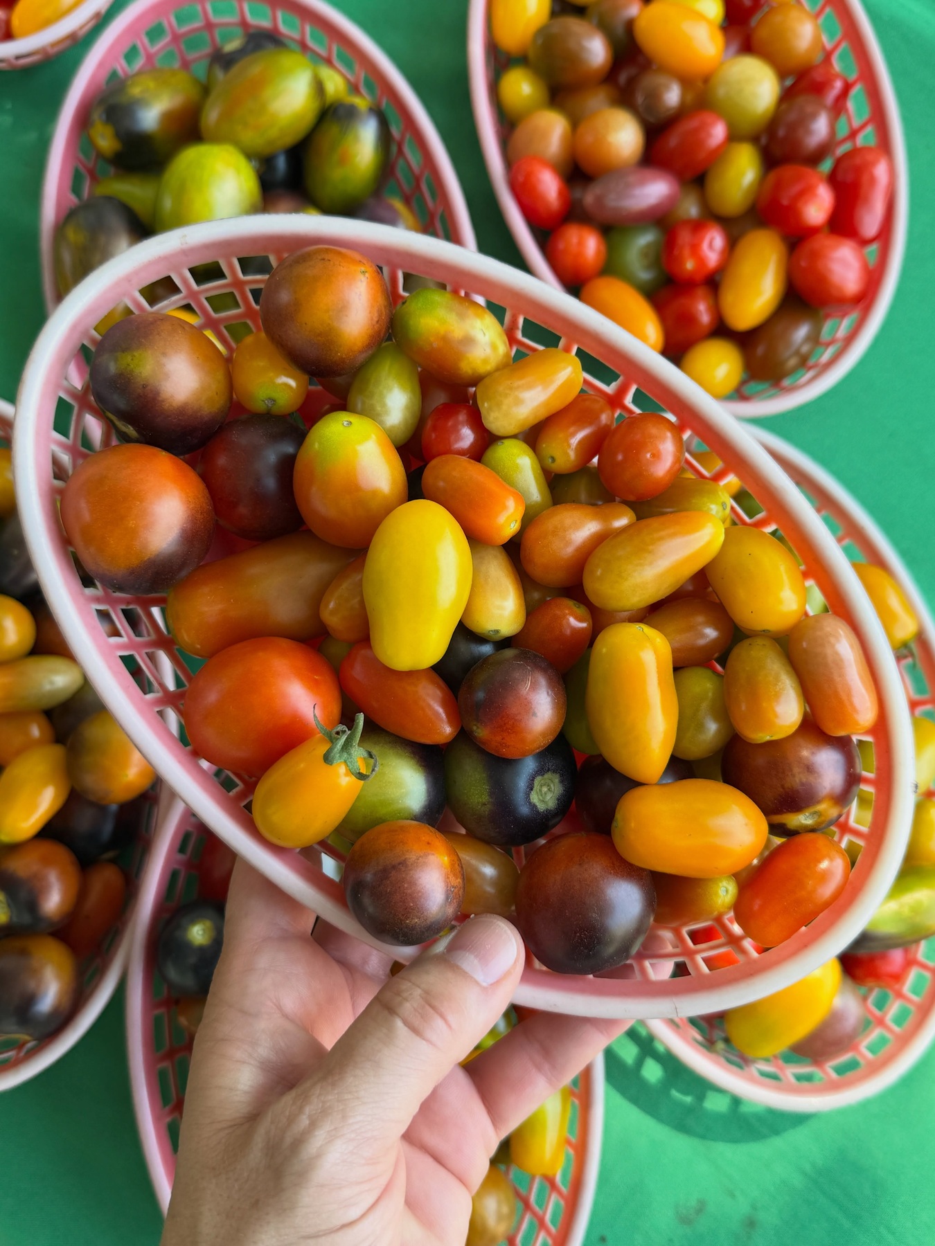Colorful tomatoes at Northeast Minneapolis Farmers Market