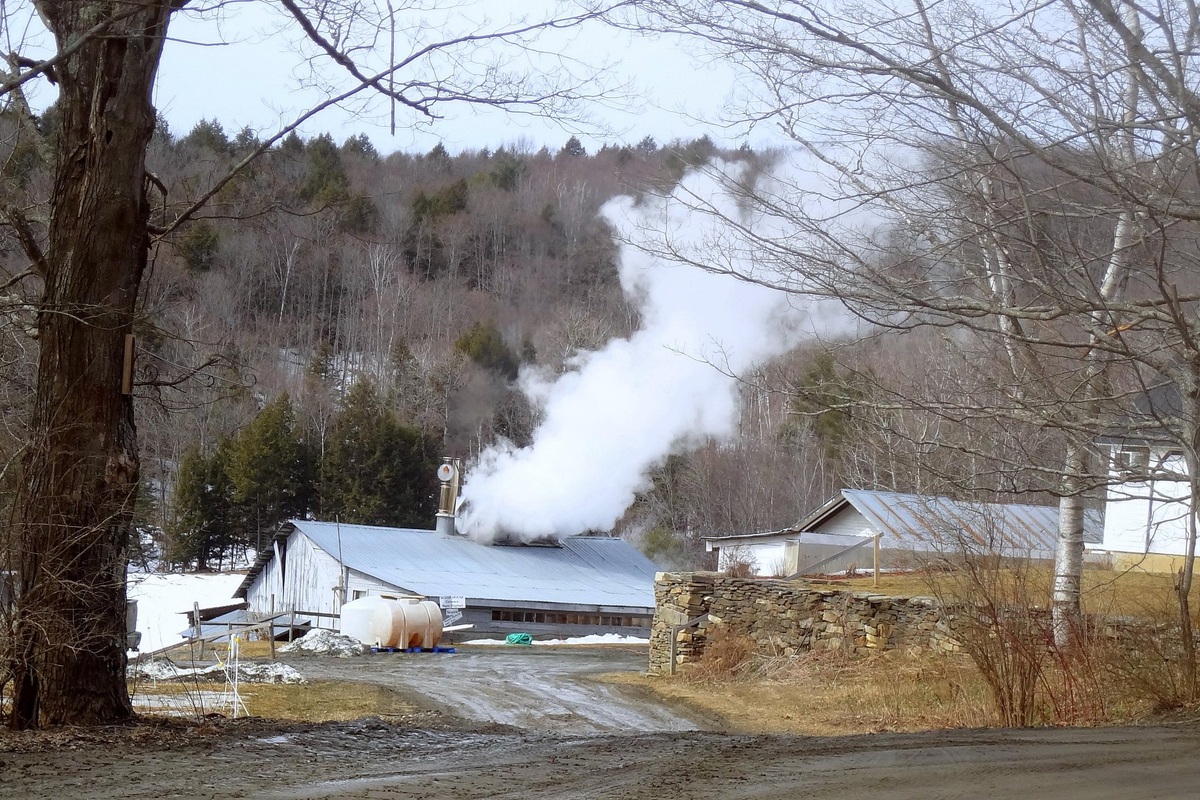 Steam rises from Sugarbush Farm’s sugarhouse in spring