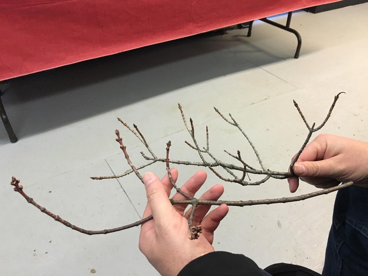 Tree identification during a maple visit at The Rocks
