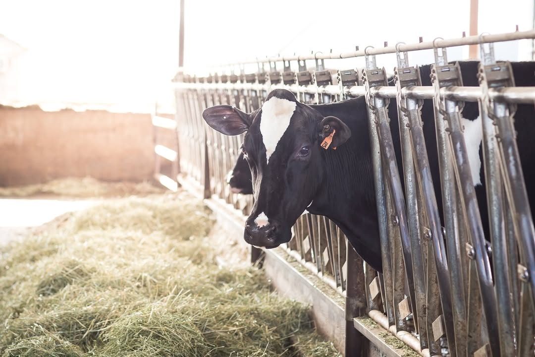 A dairy cow at TMK Creamery in Canby