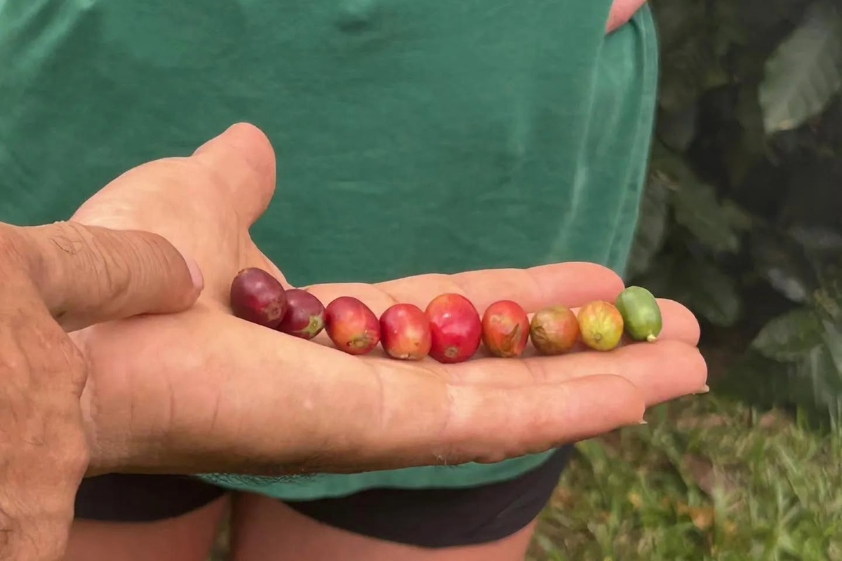 Coffee cherries at different stages of ripeness shown at Hacienda Encanto Natural, Puerto Rico