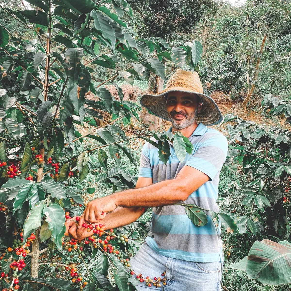 Coffee harvest among ripe cherries at Hacienda Iluminada in Maricao