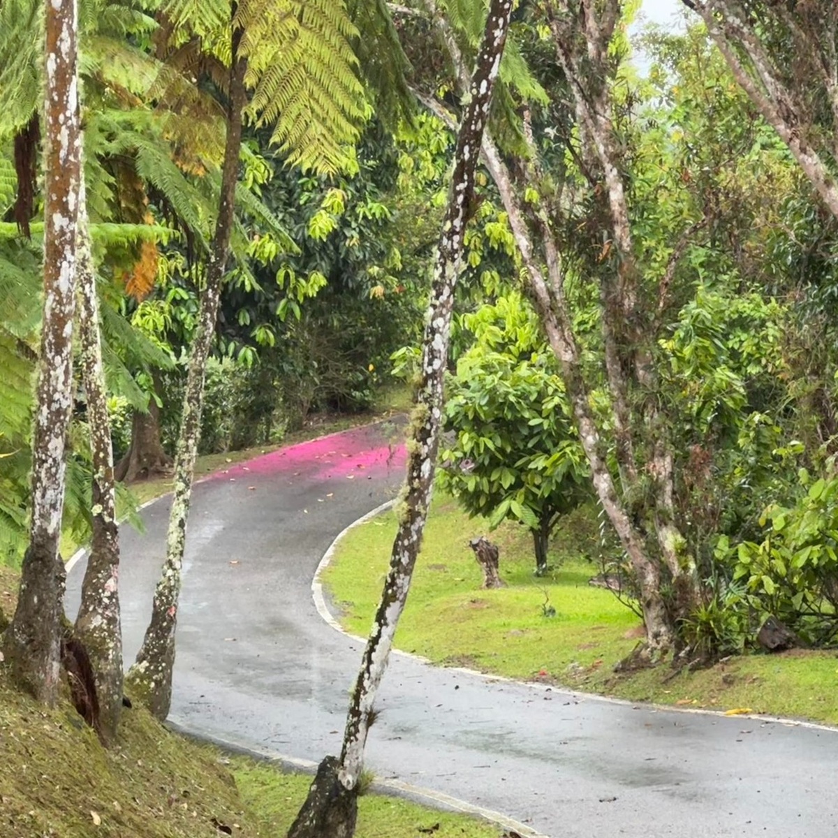 Tree-lined winding driveway at Hacienda de Café Pomarrosa