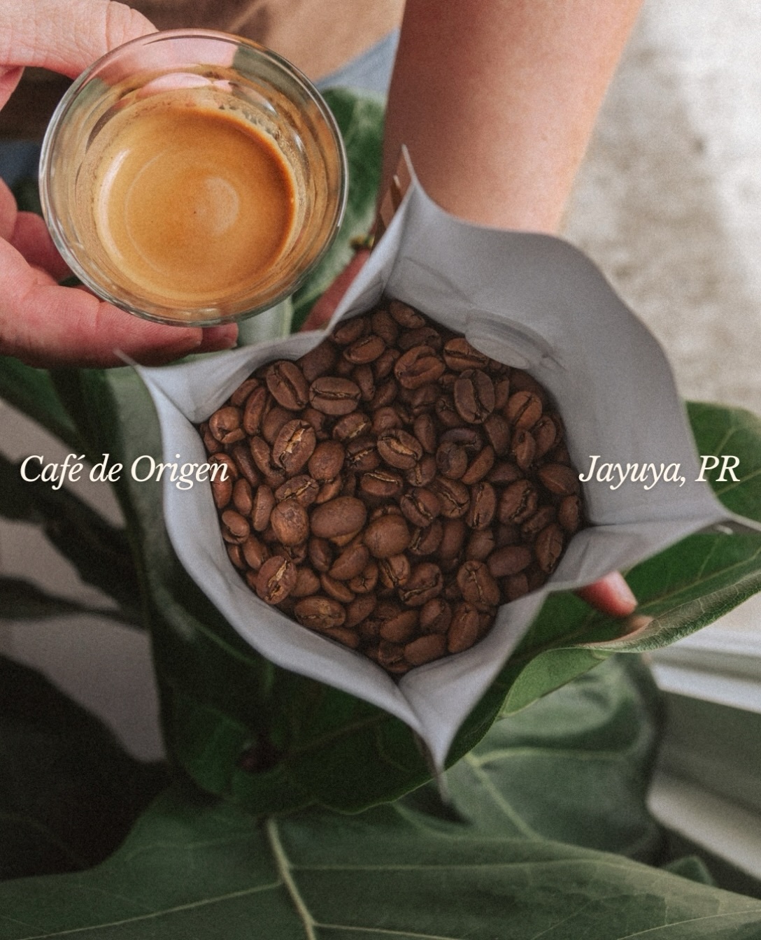 Hacienda San Pedro roasted coffee beans and an espresso