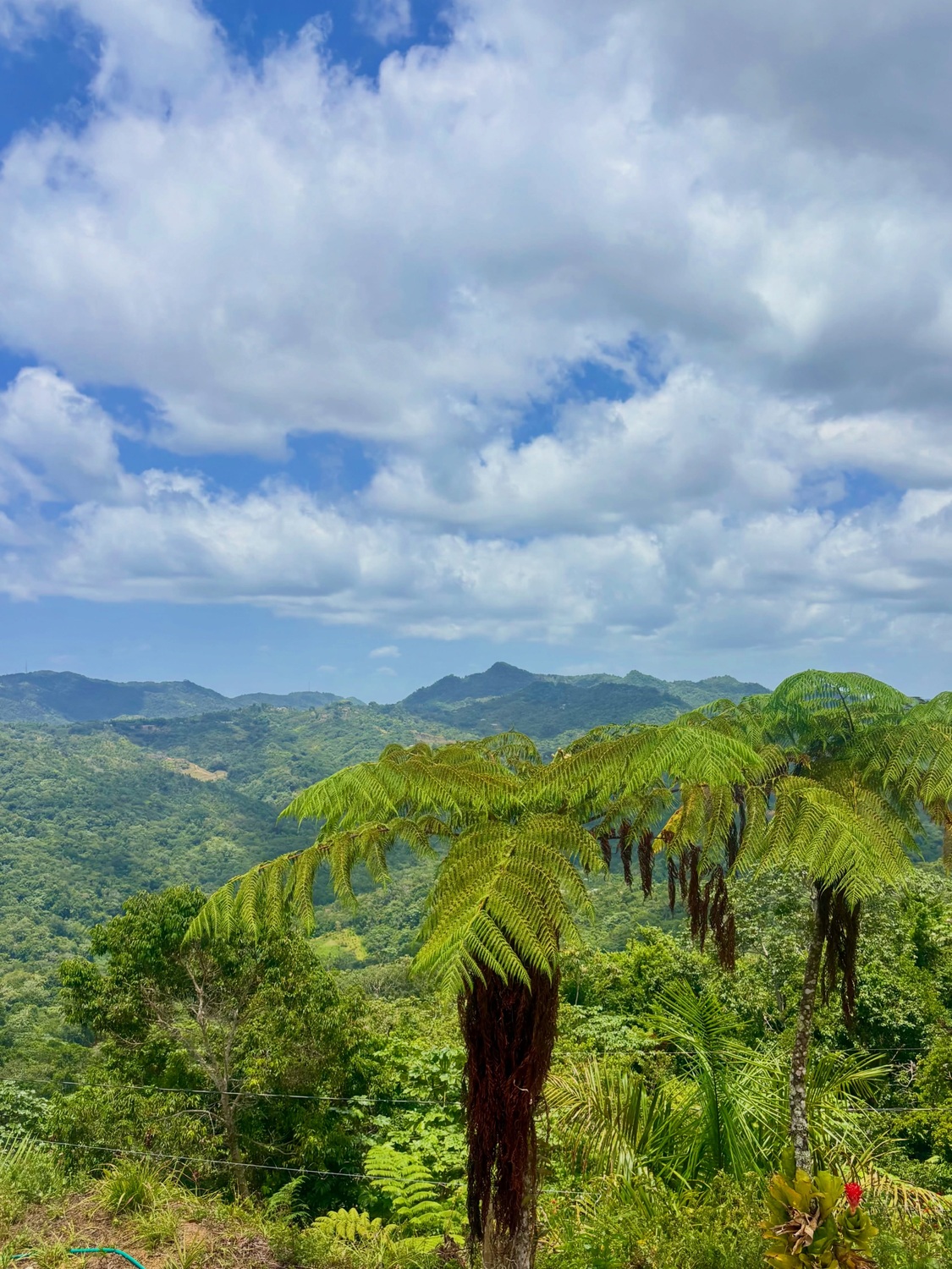 Mountain scenery and tree ferns seen during a visit to Sandra Farms