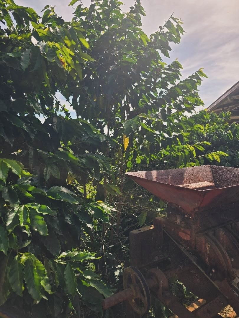 Coffee processing equipment beside plants at Hacienda Tres Ángeles