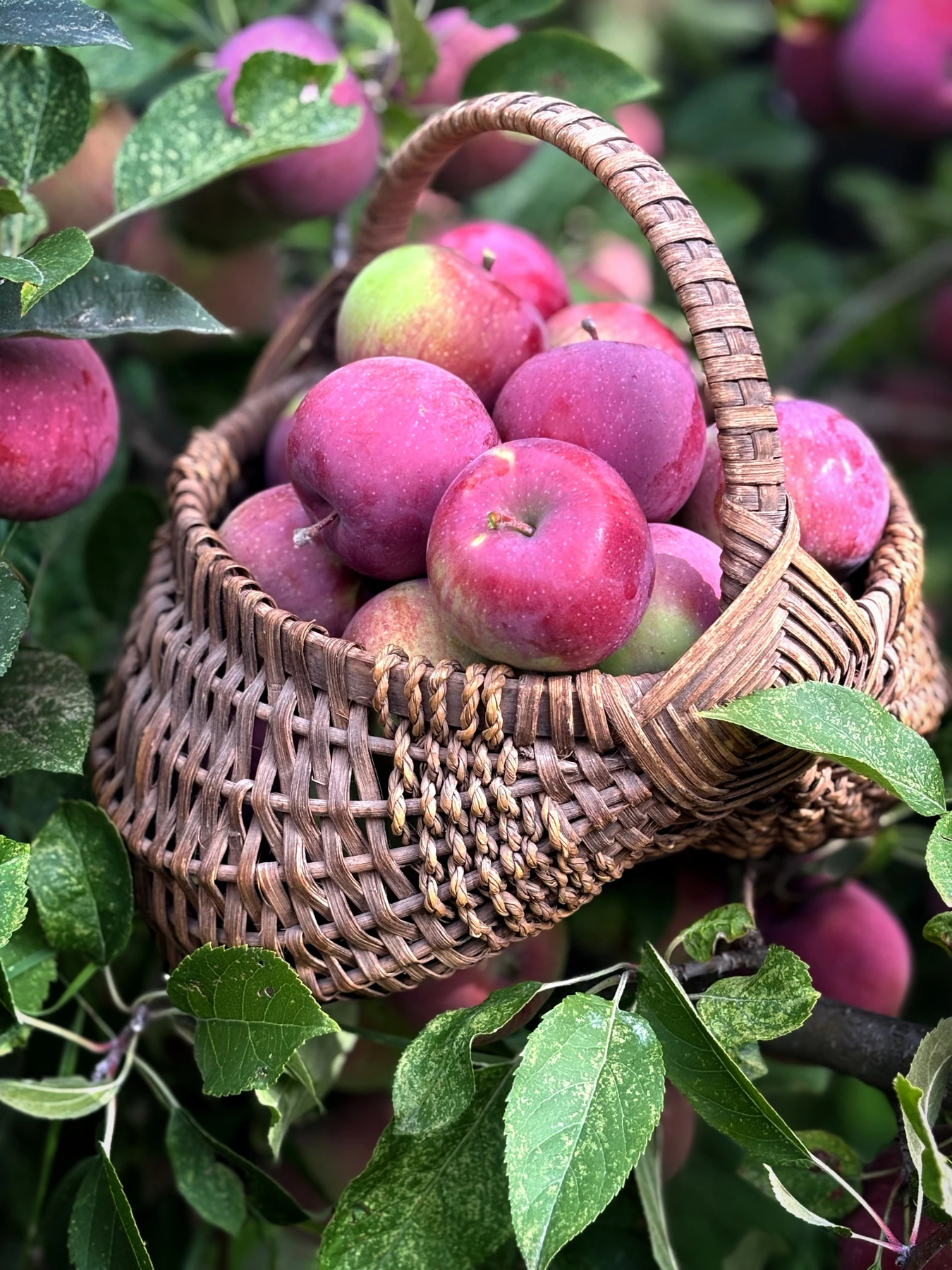 Basket of fresh whole apples among orchard branches