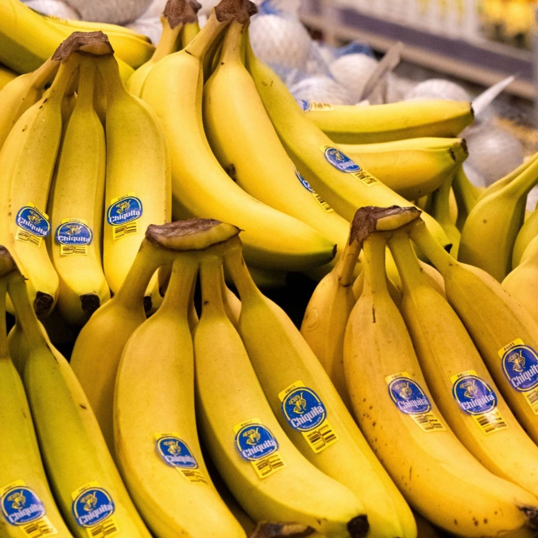Fresh yellow banana bunches ready to select for a trip