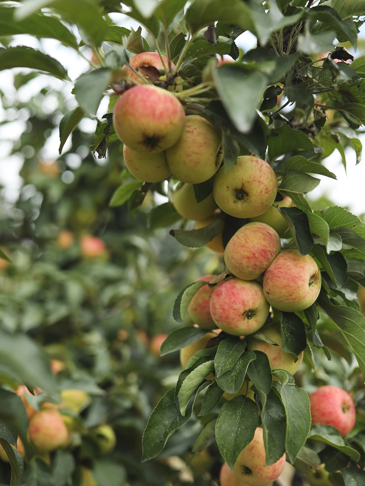 Fresh whole apples growing in a cluster on an orchard branch