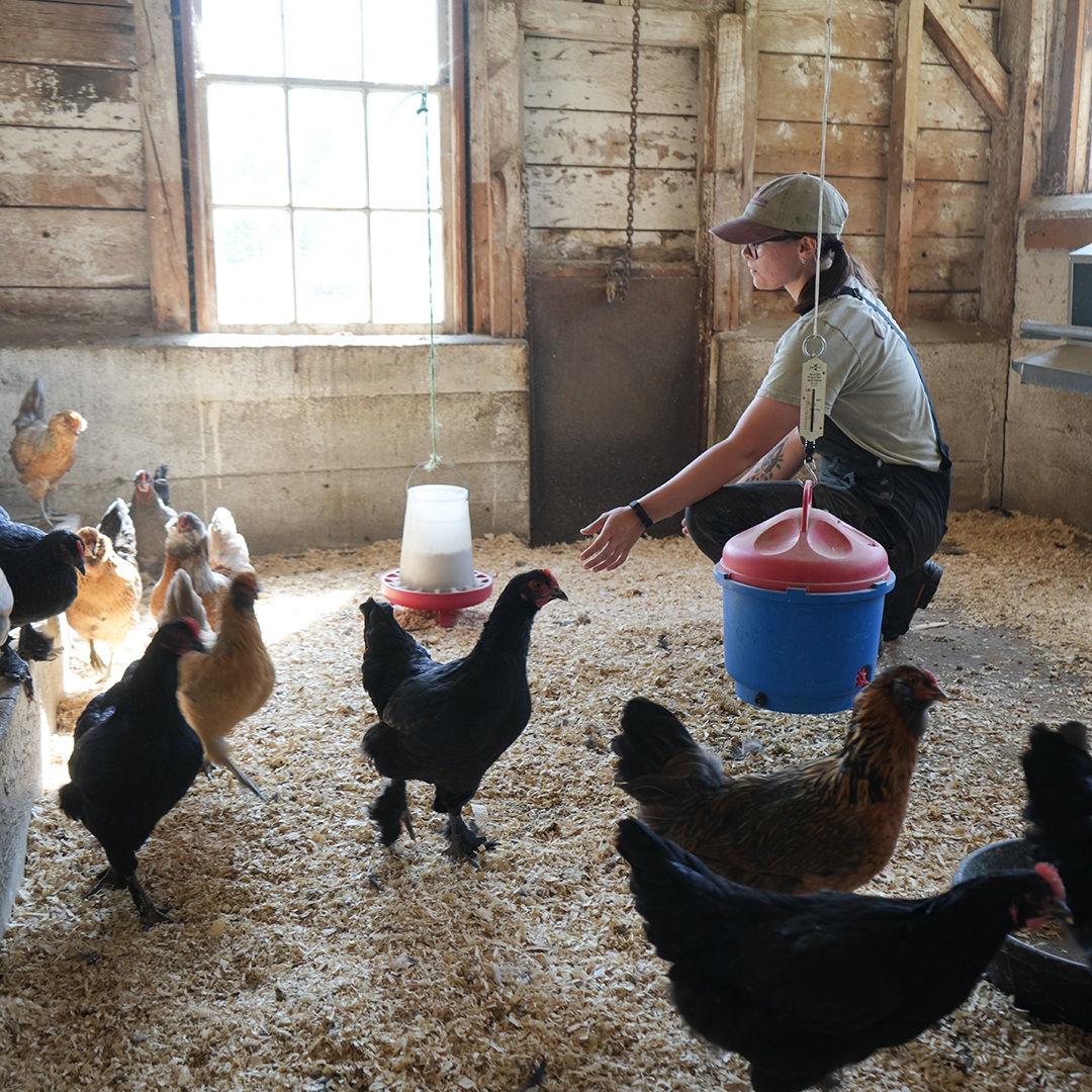 Farm work at Billings Farm & Museum
