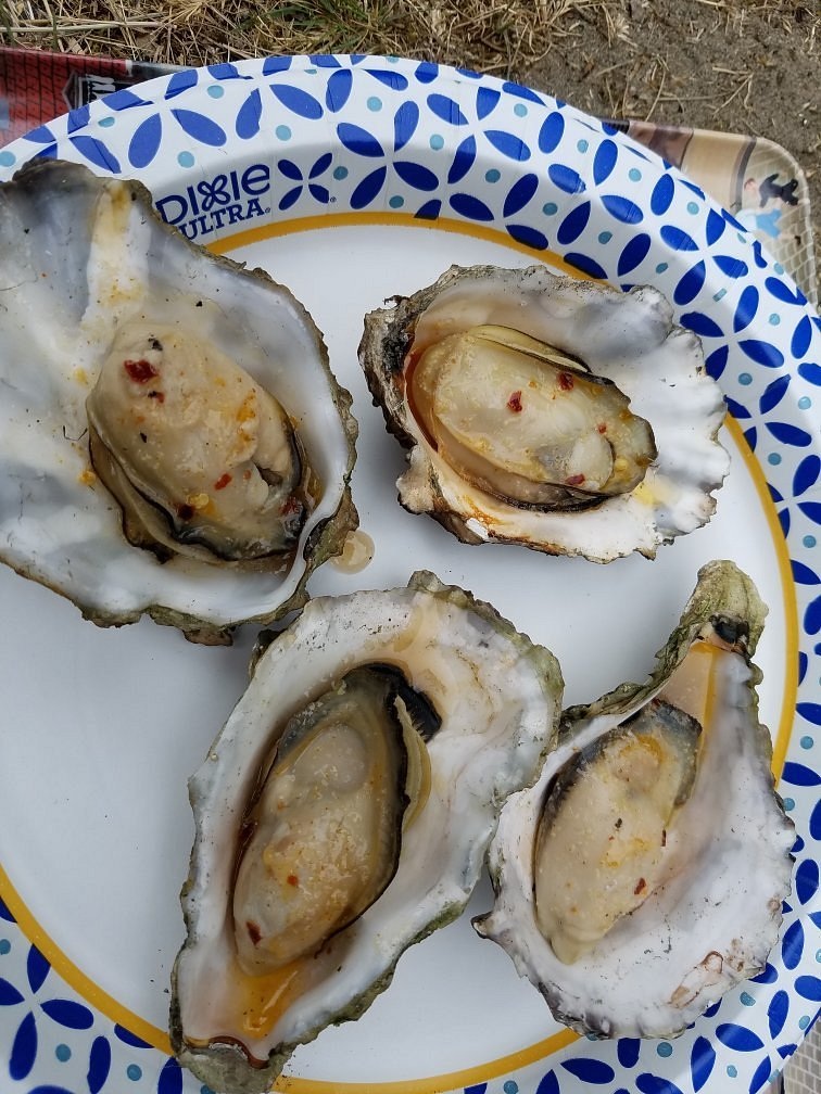 Oysters photographed by a visitor to Brady’s Oysters